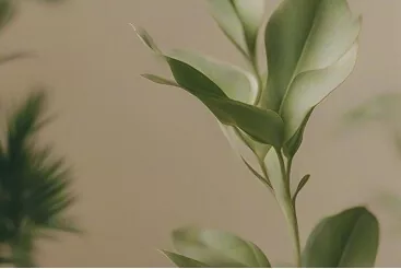 Biophilic design