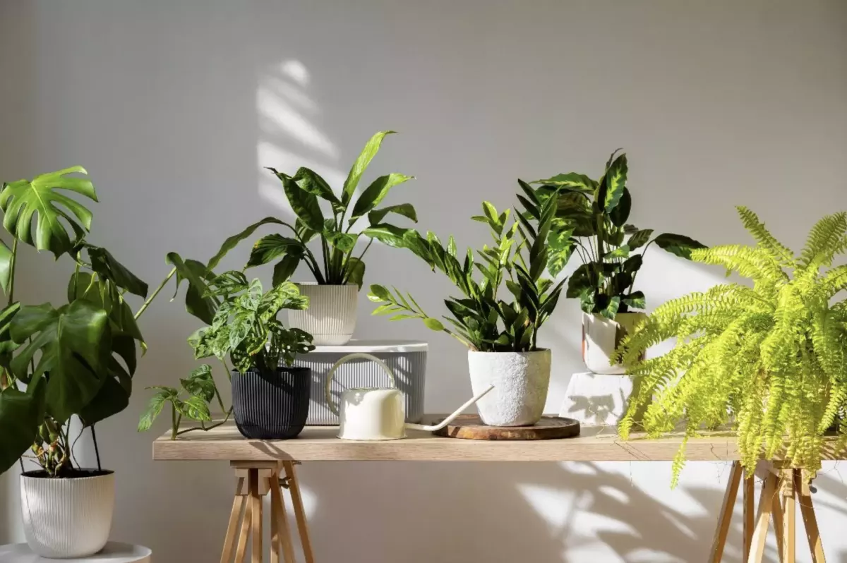 A magia do design biofílico: plantas naturais ou artificiais?
