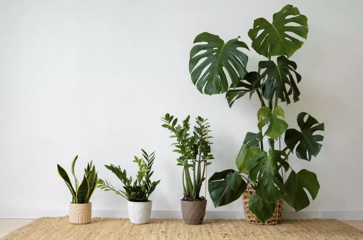 A magia do design biofílico: plantas naturais ou artificiais?