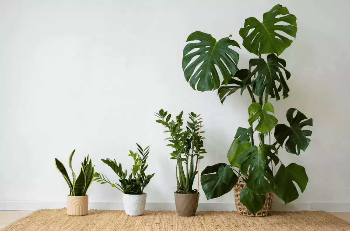 Exploring the magic of Biophilic Design: living plants or artificial ones?